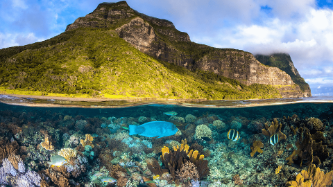 Scuba Dive Lord Howe Island